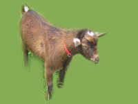 Nigerian Dwarf Goat Mocha